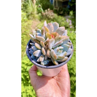 sen đá mom nhiều đầu