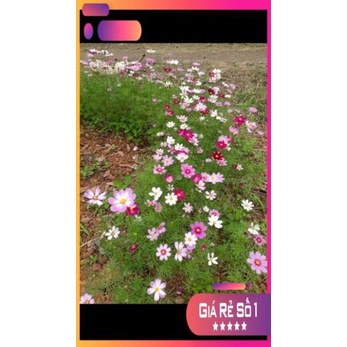 Hạt giống hoa sao nhái Mix nhiều màu gói 100gram