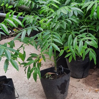 Cây cóc thái ( cao 40 -50cm )