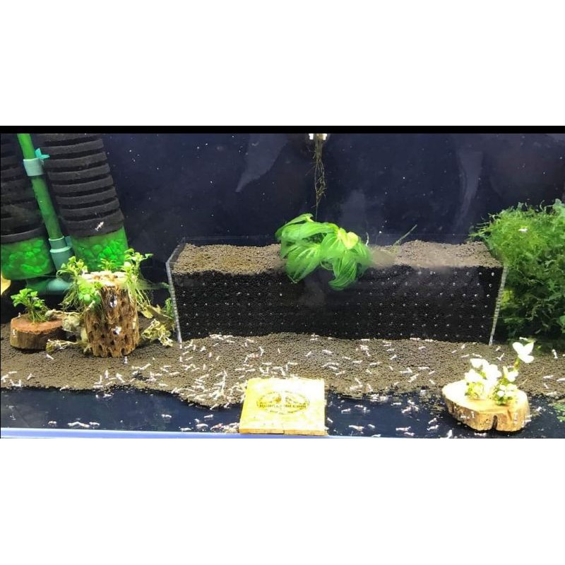 Hộp đựng phân nền acrylic cho hồ tép