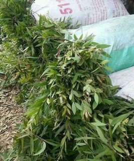 Follow 1 chai Tinh dầu tràm Huế chai tròn 100ml. Niềm tin của mọi gđ
