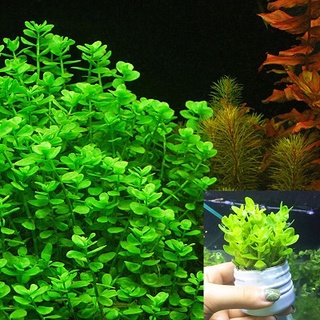 7 Nhánh Lệ Nhi - Cây thủy sinh cắt cắm - Phụ kiện thủy sinh