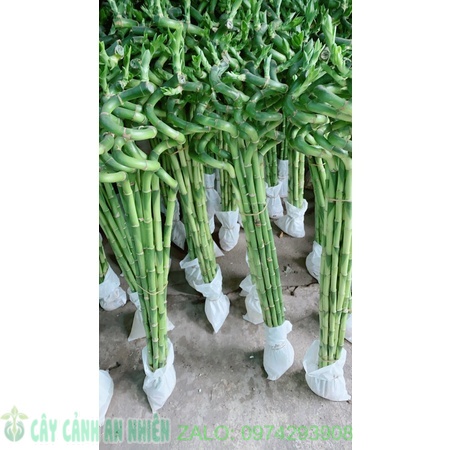 Phát Tài Xoắn 10 cây