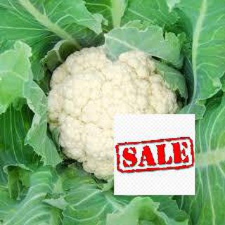 100 hạt giống súp lơ trắng sale