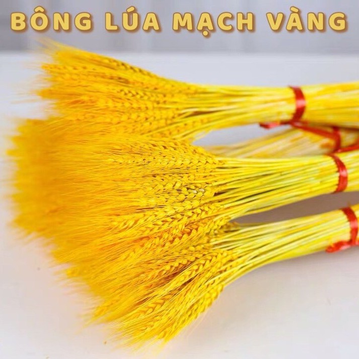 Bó Hoa Bông Lúa Mạch Khô Decor Trang Trí