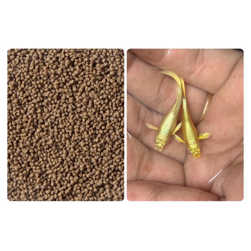 Cá full gold vảy leo cao 28k/ đôi