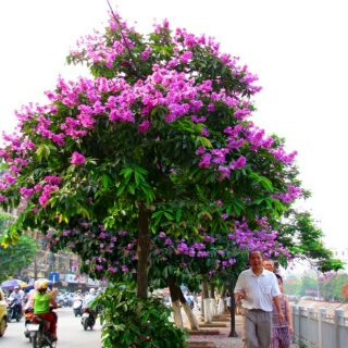 cây bằng lăng tím cao từ 50-100cm