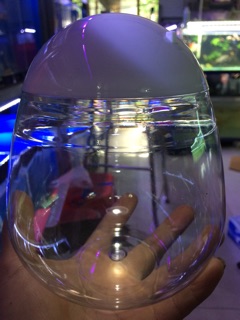 Hồ cá Betta mini