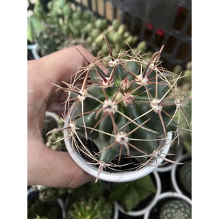 XƯƠNG RỒNG LƯỠI QUỸ