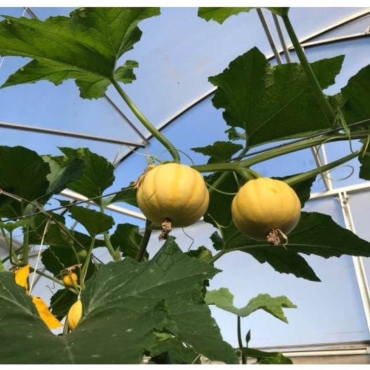 Hạt giống bí ngô TÍ HON, Cánh đồng Connecticut, Gia truyền, Nongmo