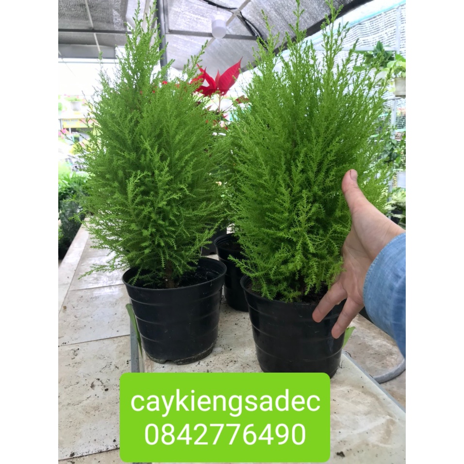 Caykiengsadec- Tùng thơm+tặng phân bón cho cây-hoa lá cây kiểng-