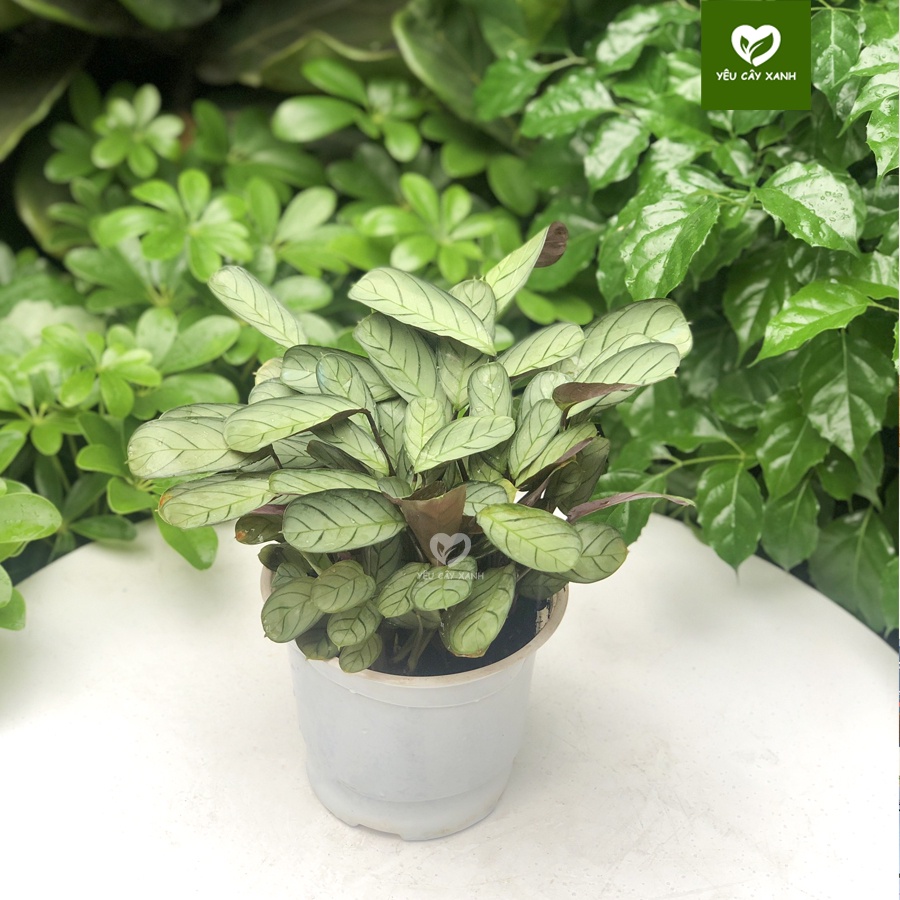 Cây Đuôi Công Xương Cá để bàn - Calathea Burle Marxii