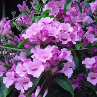 Cây giống lan tỏi cao 25cm