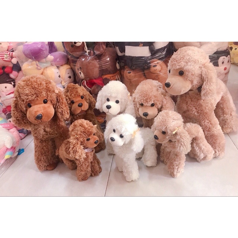 Chó Bông Poodle đáng yêu