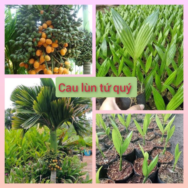 Cây giống cau lùn tứ quý (cây cao 30-35cm, cho quả sau 2 năm trồng)