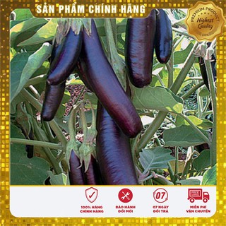 Hạt giống Cà Tím Dài F1 2gram [Bán Sỉ]