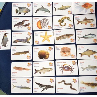 BỘ FLASH CARD 16 chủ đề cho bé