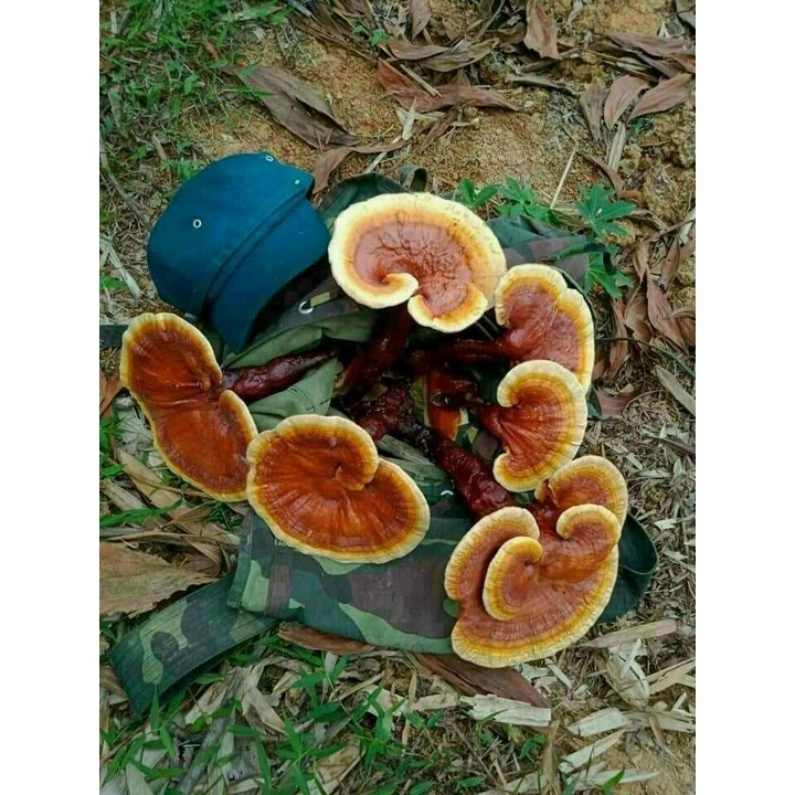 Nấm lim xanh chuẩn rừng tự nhiên