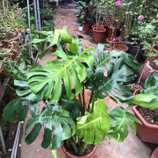 Trầu bà nam mỹ