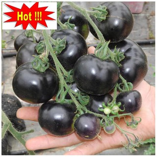 Hạt giống Cà chua đen F1 (10 hạt)