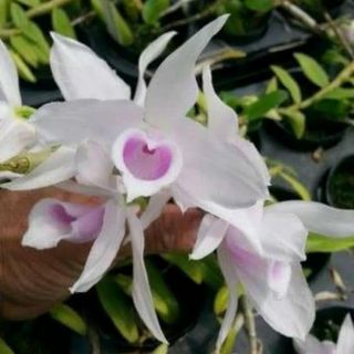 Giả hạc 5ct họng Hồng phi Điệp và trầm cây giống