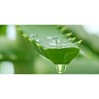 Chiết xuất nha đam (Aloe Vera Extract) Greenlab - 50g / 100g - Nguyên liệu mỹ phẩm
