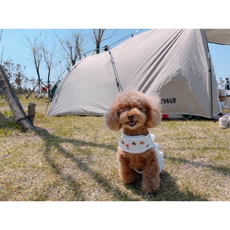 Dây dắt kèm Yếm cho Chó Mèo hoạ tiết Hoa nhí - Nhiều size, kích cỡ (Ảnh Thật)