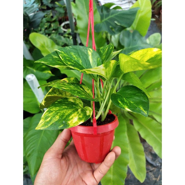 Trầu bà Golden Pothos
