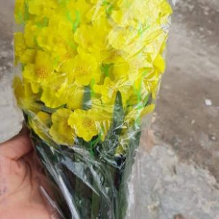 Vũ nữ vải 1 bó 10 cành