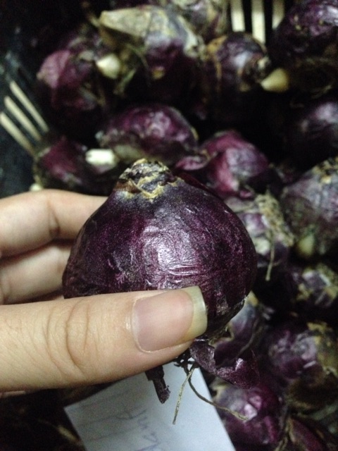 Củ hoa tiên ông hà lan