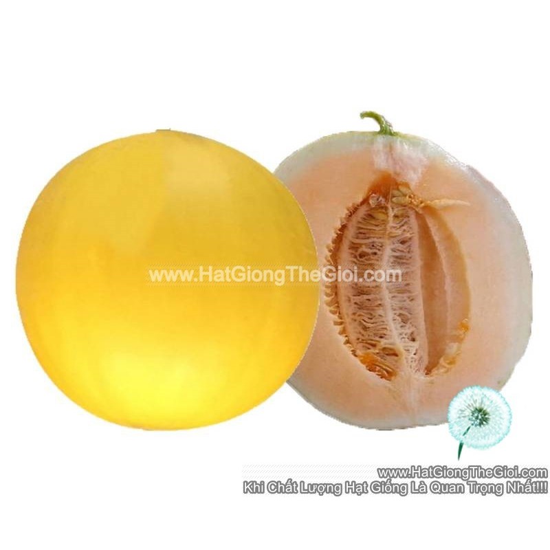 5h Hạt Giống Dưa Lê Vàng Ruôt Đỏ 2KG F1 TG53 (| A2*X56)