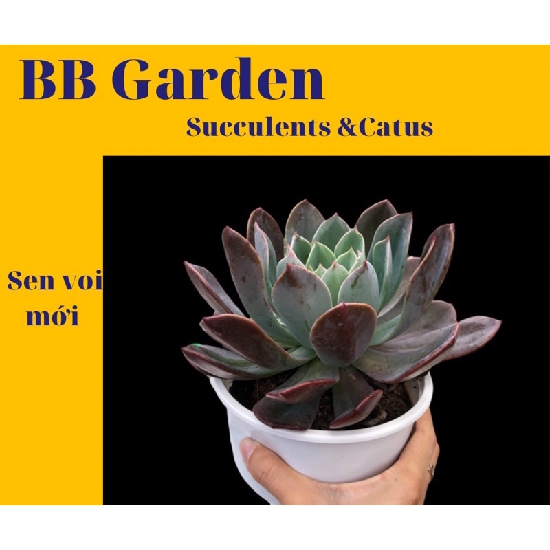 SEN ĐÁ SEN VOI