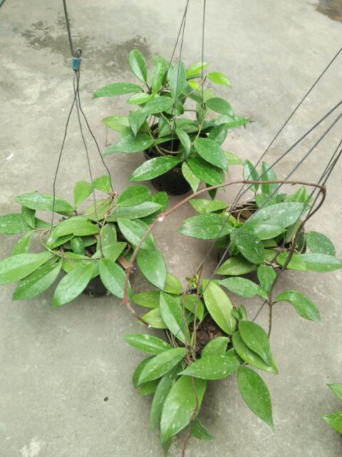 Giò hoa lan cẩm cù, hoa màu đỏ đã thuần chậu