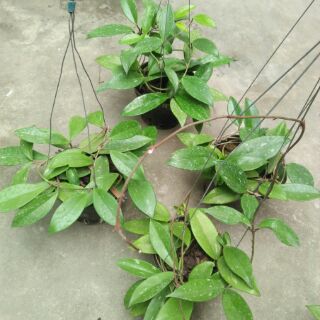 giò hoa lan cẩm cù, hoa màu đỏ đã thuần chậu