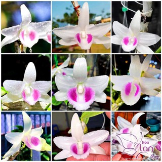 Lan Phi Điệp 🍀FREESHIP🍀 5 Cánh Trắng HO [ Ươm Kie ]