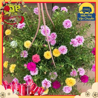 Gói 100 Hạt Giống Hoa Mười Giờ Mỹ Cánh Kép Bông To