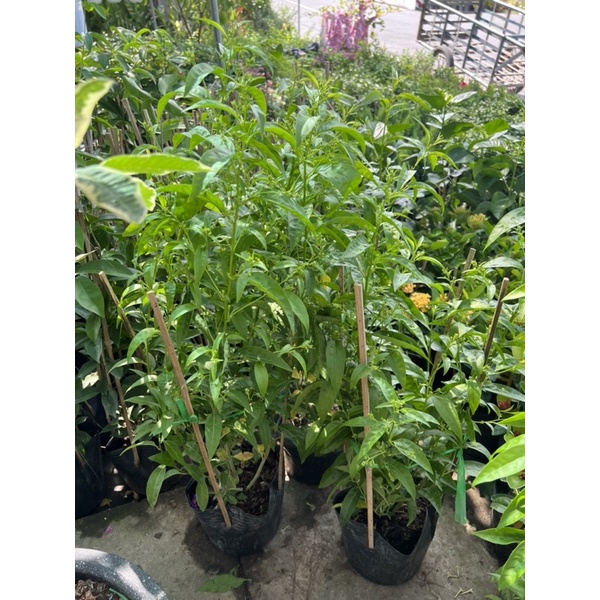 Cây dạ lí hương
