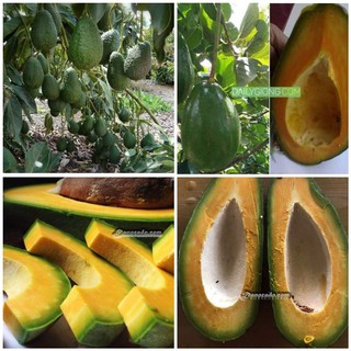 CÂY GIỐNG BƠ RUỘT ĐỎ