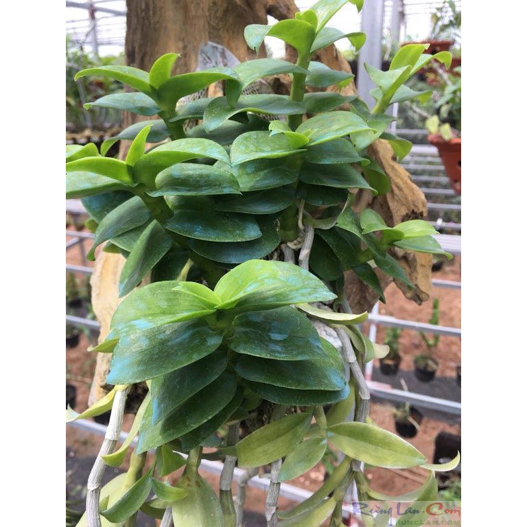 Phân bón lá NPK 20-20-20+te grow more lọ 100gr chuyên dùng cho phong lan cây cảnh
