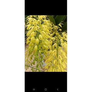 Hoàng hậu bọ cạp.