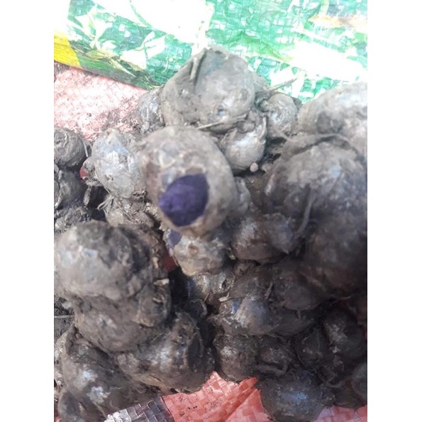 Gừng tím tươi  Tây Bắc 1kg