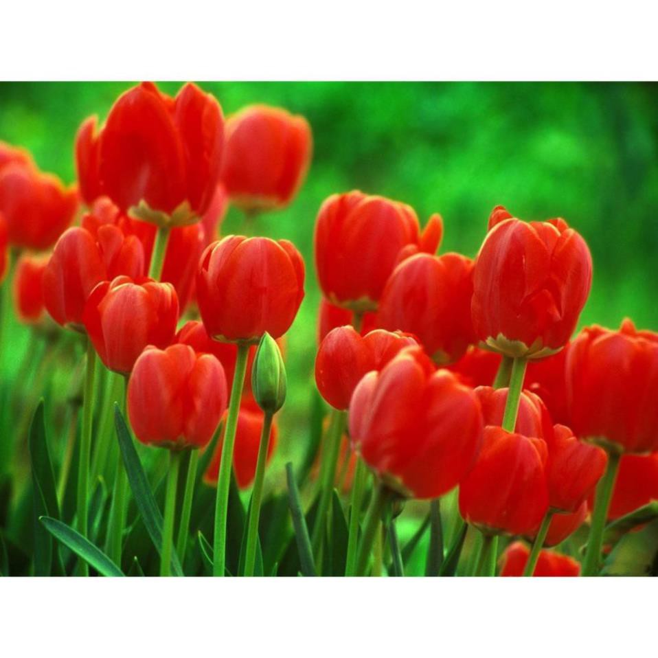 Củ Hoa Tulip Hà Lan .( Pet Khu Vườn ) | Shopee Việt Nam