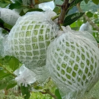 100 túi xốp bọc ổi sẵn chun và nilong kèm theo