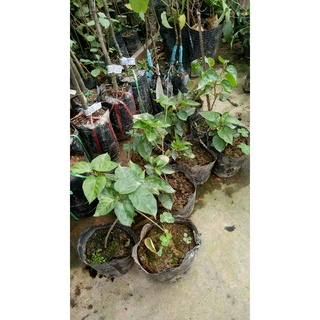 combo 2 cây thiên lý giống