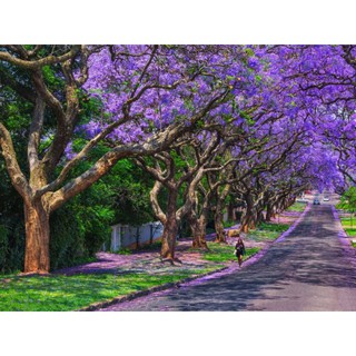 Cây giống hoa Phượng Tím - Jacaranda mimosifolia - Trang Flowers