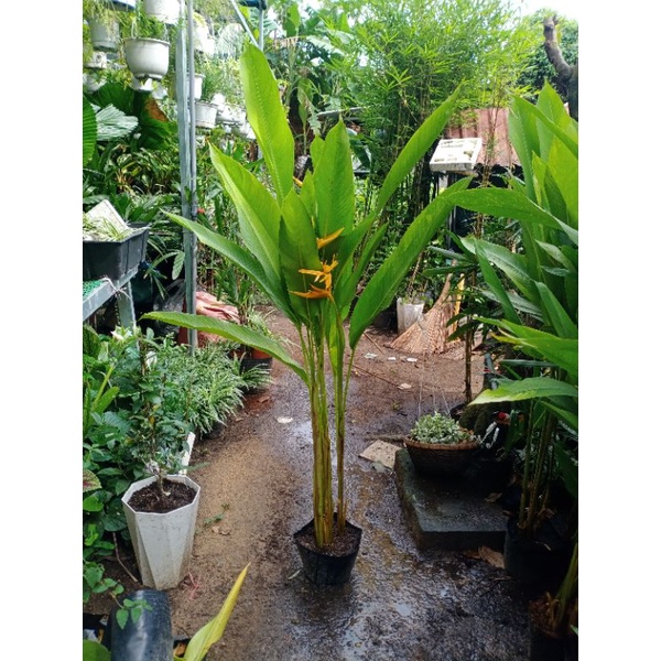 Cây chuối mỏ két hoa vàng bụi 3-4 cây