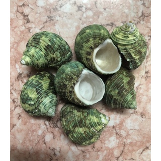 Vỏ Ốc Xà cừ Mặt trăng xanh  -  Nâu Ốc mượn hồn - Vỏ ốc đẹp - Siêu rẻ ỐC MƯỢN HỒN NHẬP KHẨU INDO
