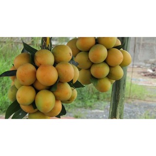 Cây giống thanh trà