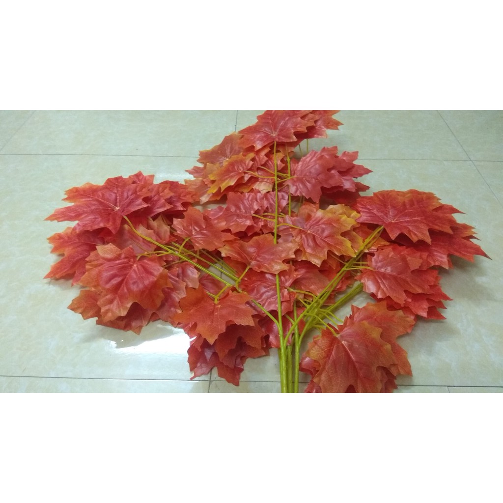 40 lá phong đỏ