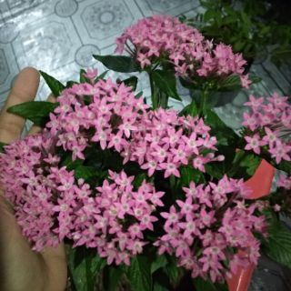 Diễm Châu ... hồng nhạc